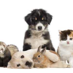 Pets
